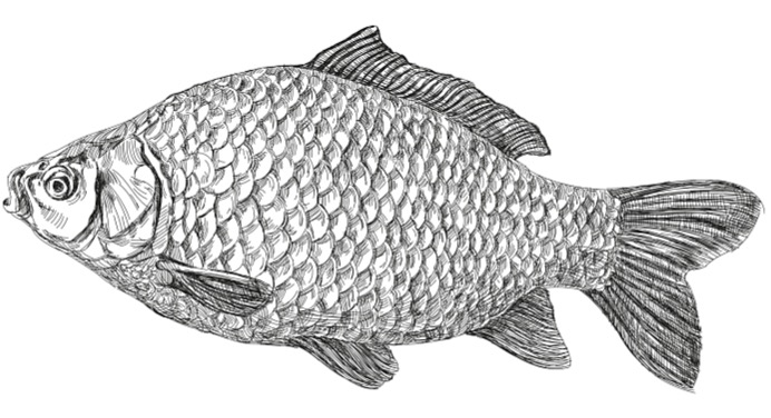 Sumeček africký filety ve vlastní šťávě