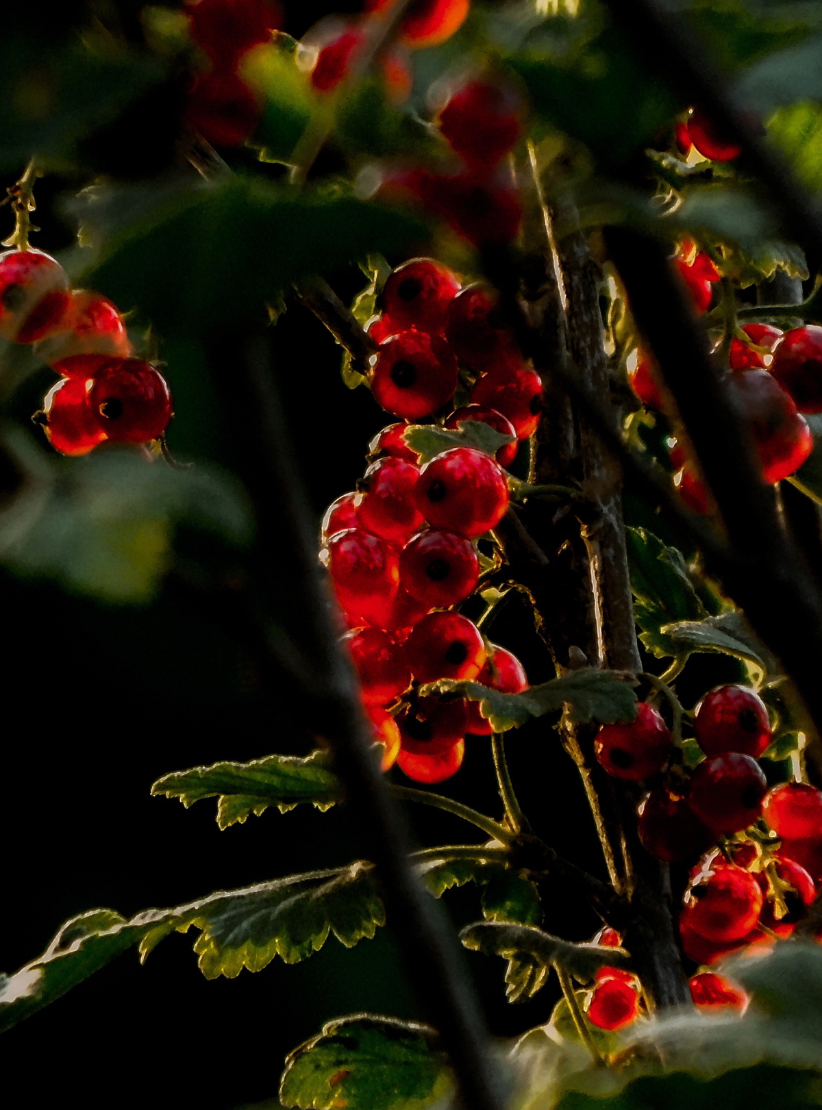 Džem z červeného rybízu