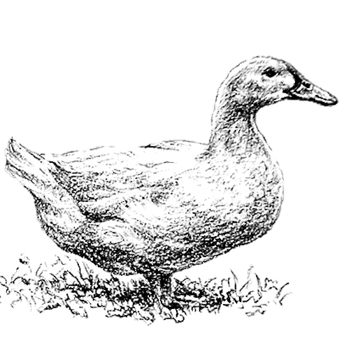 Paštika z grilovaného kuřátka