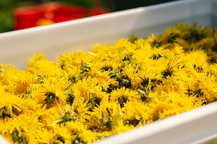 Pampeliškový sirup