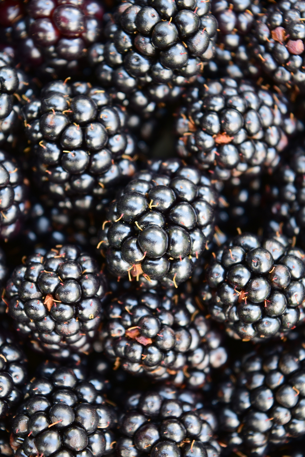 Ostružinový džem bez semínek