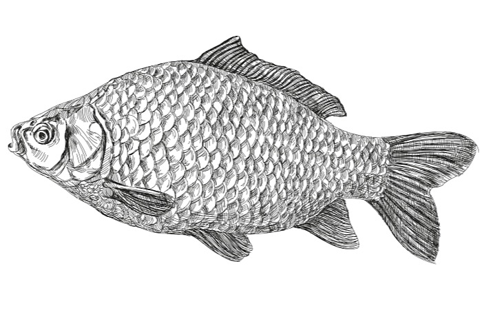 Uzený kapr ve slunečnicovém oleji