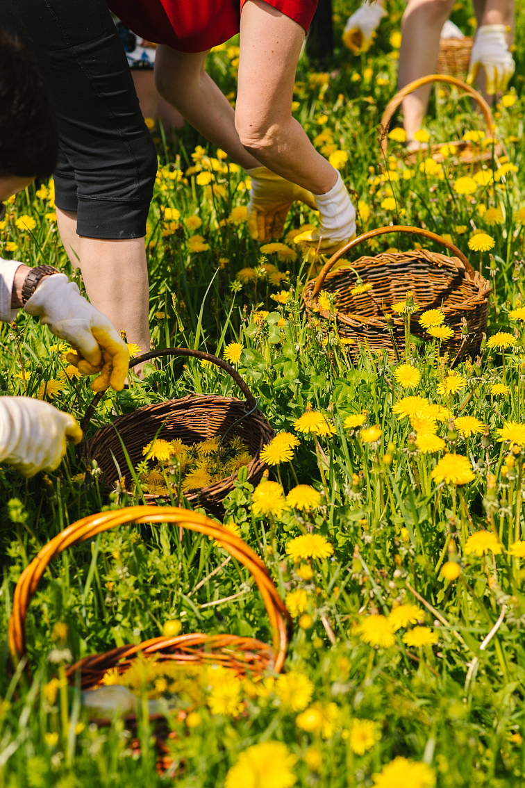 Pampeliškový sirup
