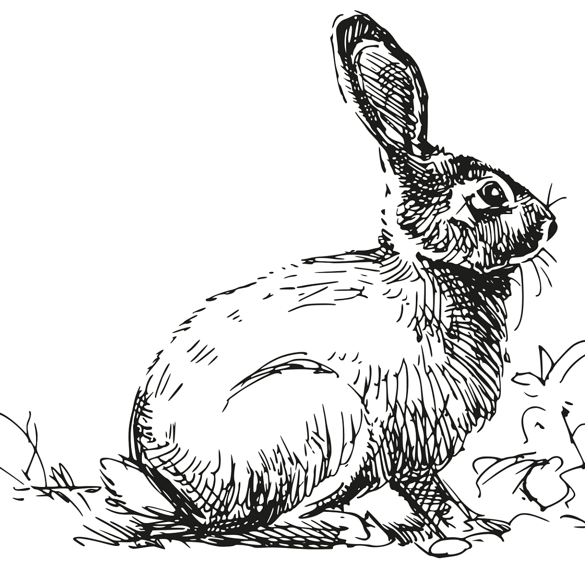 Zapečený tvarůžek ve vepřové paštice