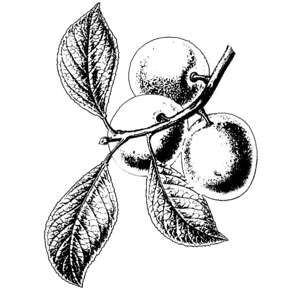 Ostružinový džem bez semínek