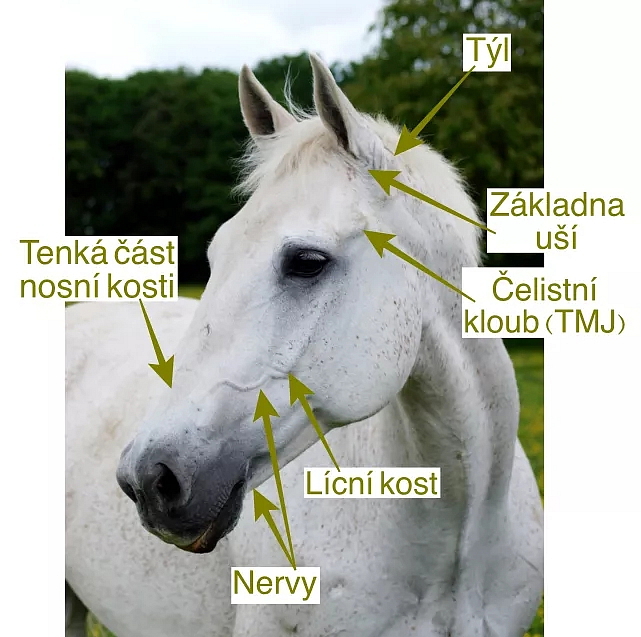 Ako vybrať: Uzdečka s mexickým nánosníkom