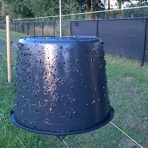 Chráňte kone pred hmyzom
