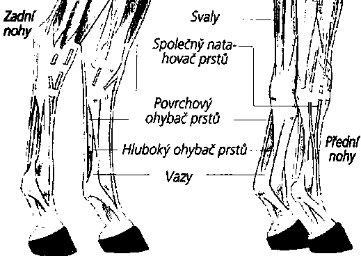 Chrániče: áno/nie a ako ich používať?
