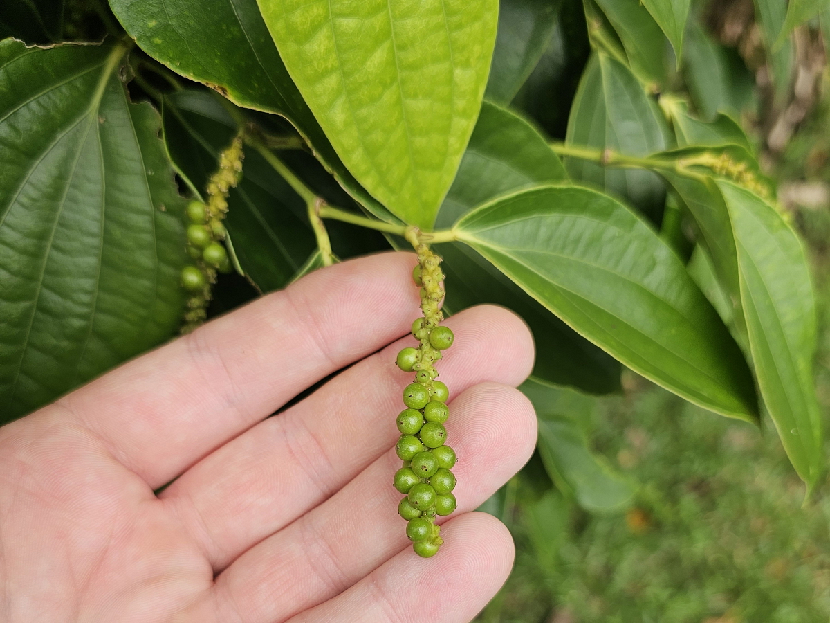 Červené korenie Phu Quoc Vietnam