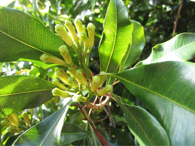 Klinčeky Cejlón Srílanka Vrecúško