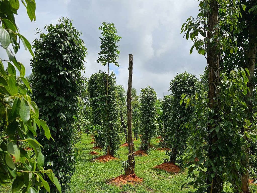 Trojfarebné korenie YOGY Vrecúško