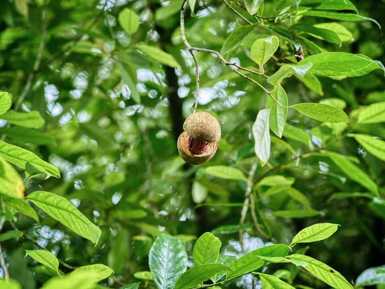Muškátový orech Indonézia Vrecúško