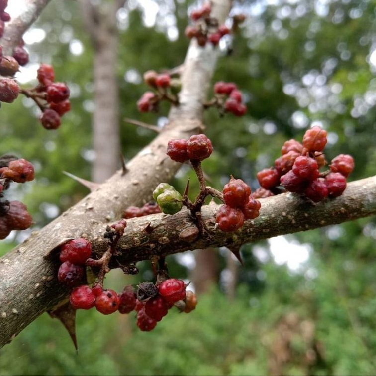 Andalimánske korenie Sumatra Indonézia Vrecúško