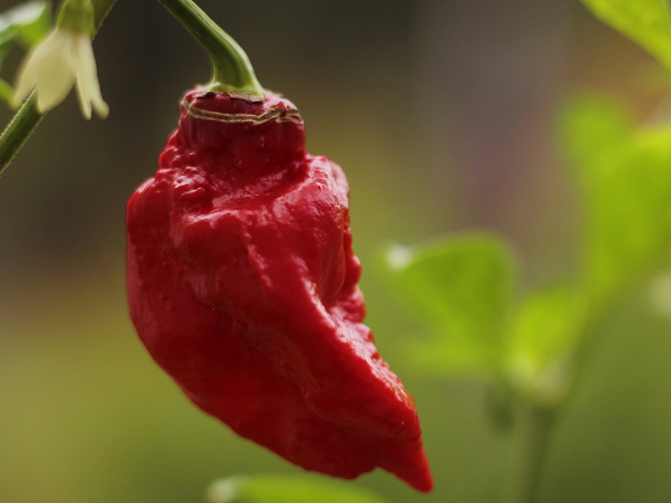 Bhut Jolokia chilli drvené Ekvádor