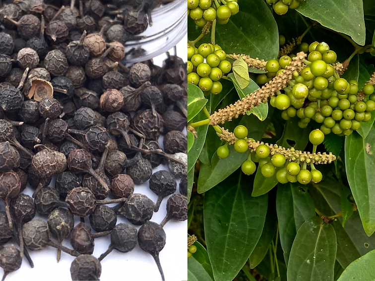 Kubéby Jávske korenie Indonézia Vrecúško