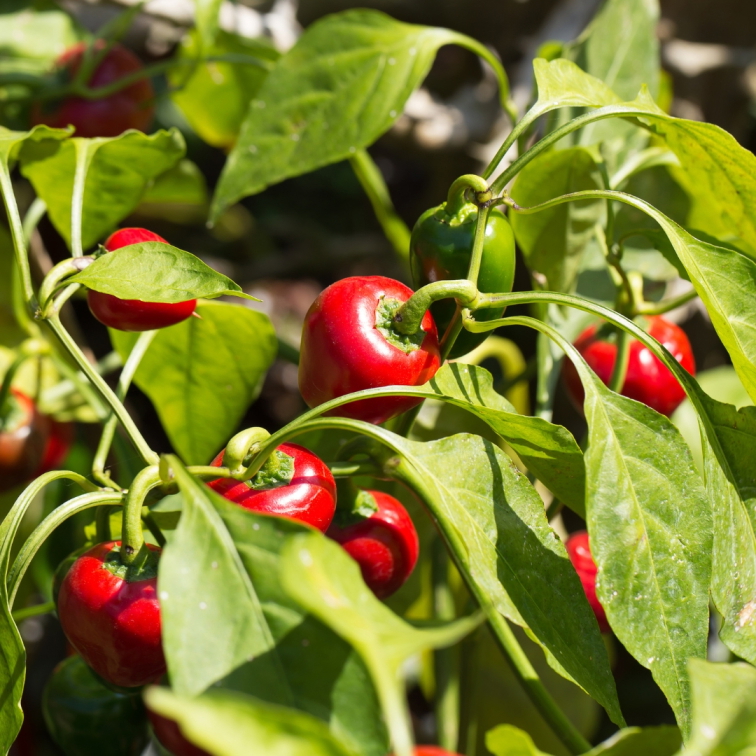 Španielska paprika sladká