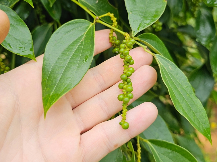 Zelené korenie celé Srí Lanka 30g