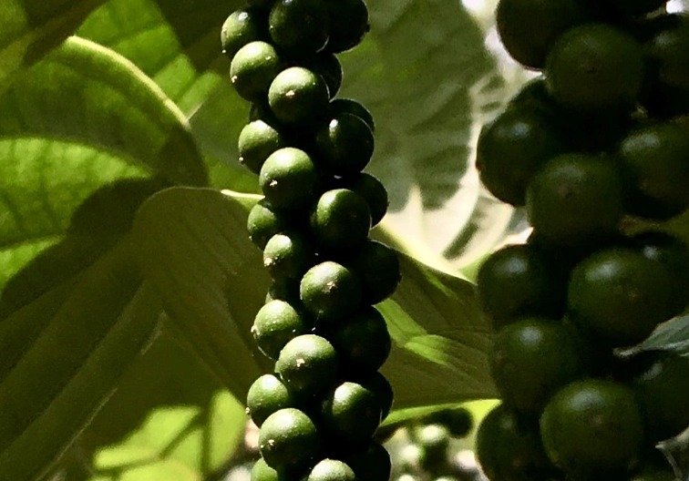 Čierne korenie Benasura Wayanad