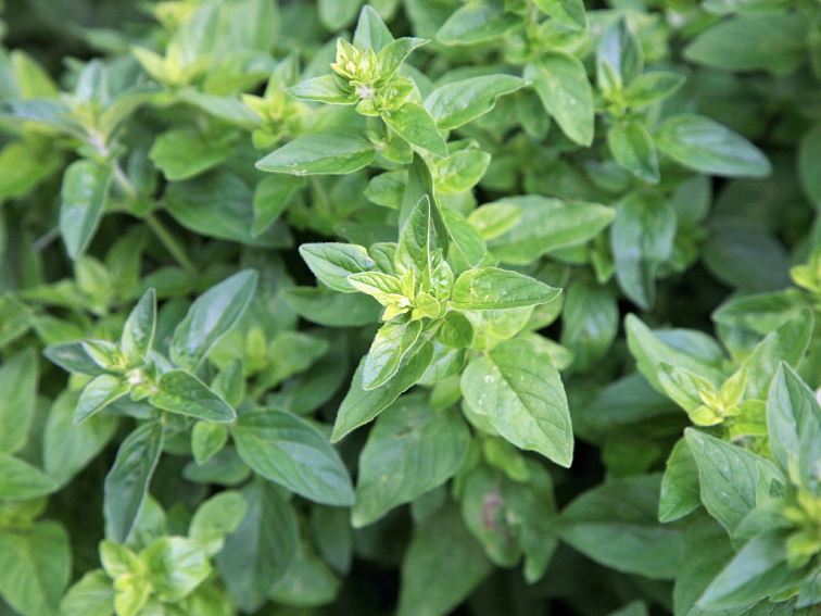 Oregano Grécko Vrecúško