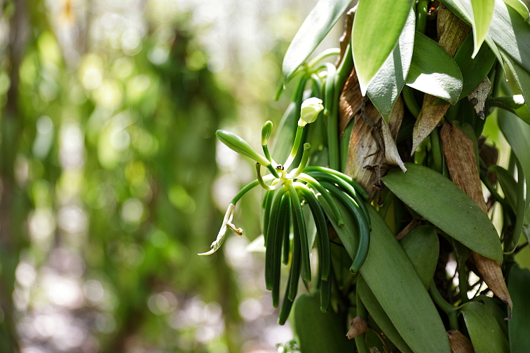 Mletá vanilka Bourbon Madagaskar