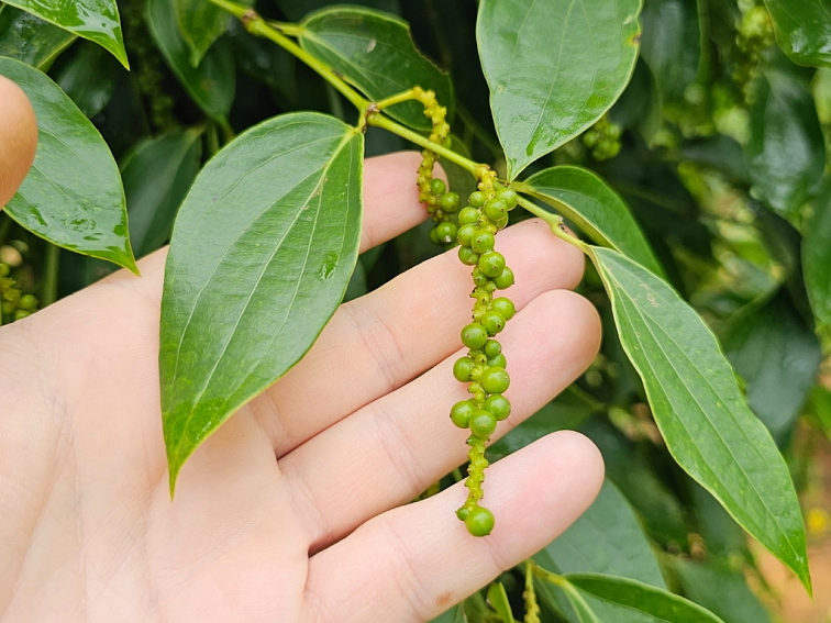 Trojfarebné korenie YOGY Vrecúško