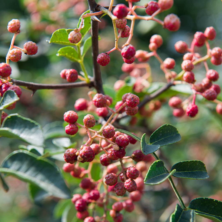 Timut celý korenie Nepál