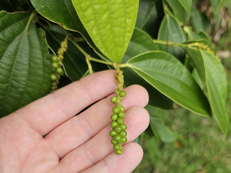 Čierne korenie Benasura Wayanad