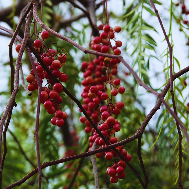 Ružové korenie Madagaskar