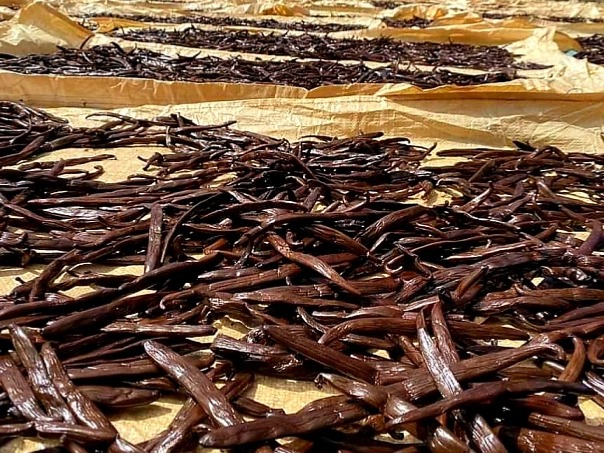 Vanilkový struk Bourbon Gourmet Madagaskar 1ks Sklenená fľaštička