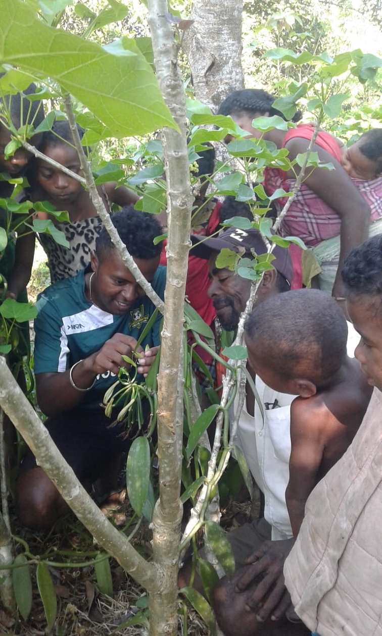 Mletá vanilka Bourbon Madagaskar