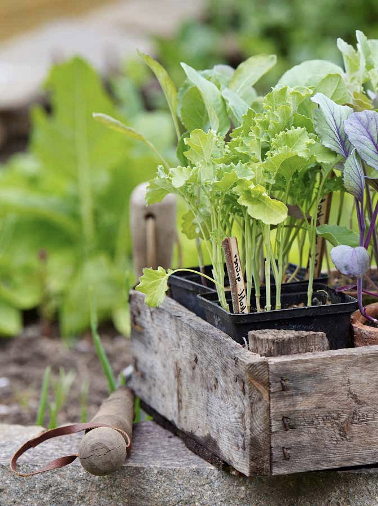 Jak na vyvýšené záhony