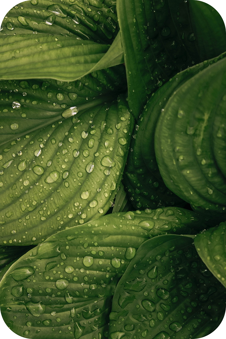 Co Je To Terpenov Profil TopTerpenes eu