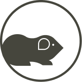 Bylinky pro morčata