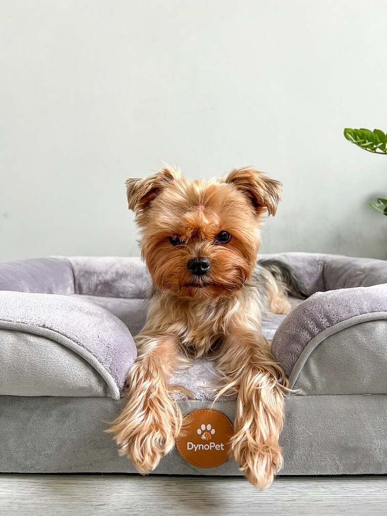 DynoPet pelech pre psa šedý L - 89 x 64