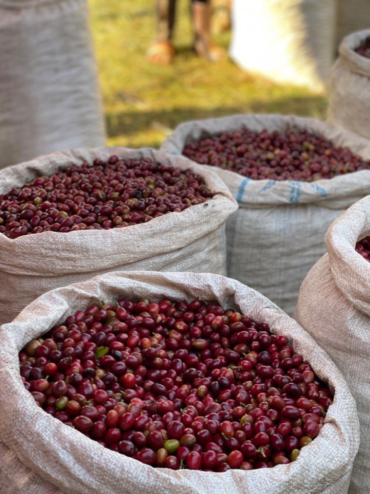 🇪🇹 ETIOPIE: kolébka kafe & země tisíců chutí
