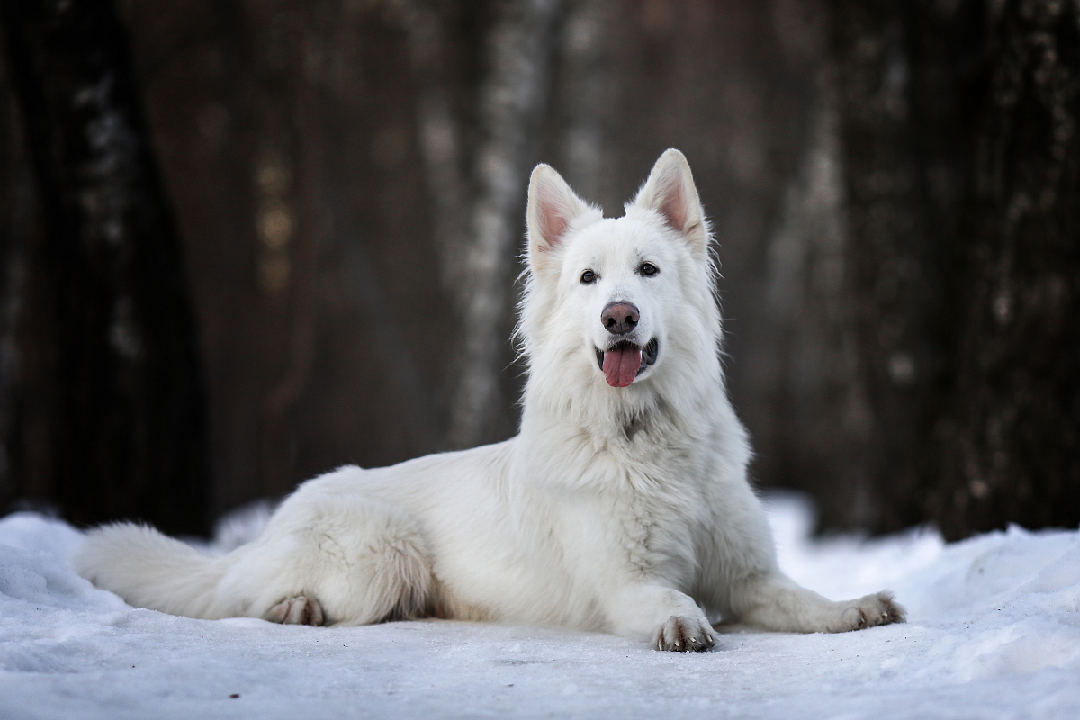 BÍLÝ ŠVÝCARSKÝ OVČÁK