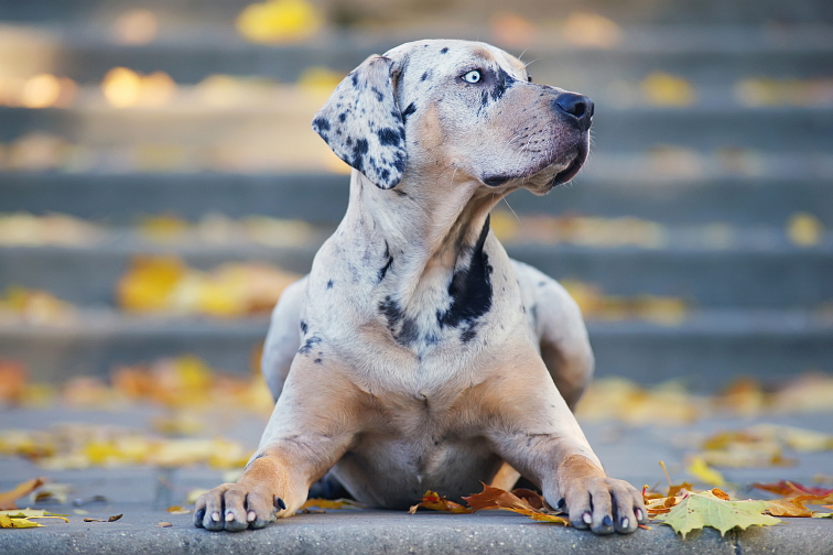 LOUISIANSKÝ LEOPARDÍ PES