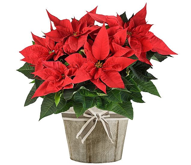 NEBEZPEČNÉ POKOJOVÉ ROSTLINY PRO PSY