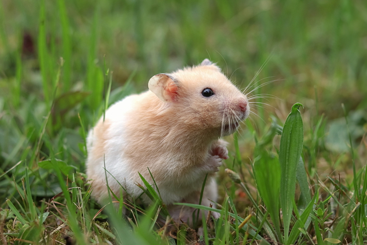 ZUBY PSA A CO O NICH VÍME