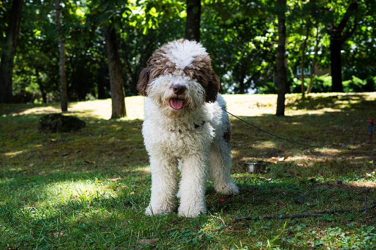 LAGOTTO ROMAGNOLO