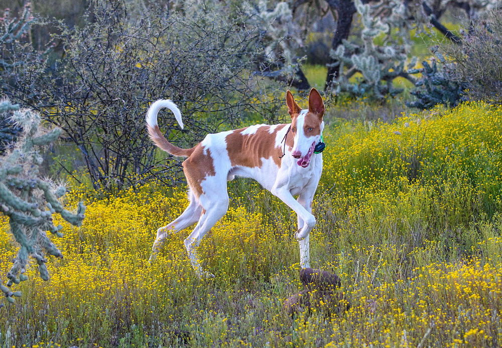 IBIZSKÝ PODENCO