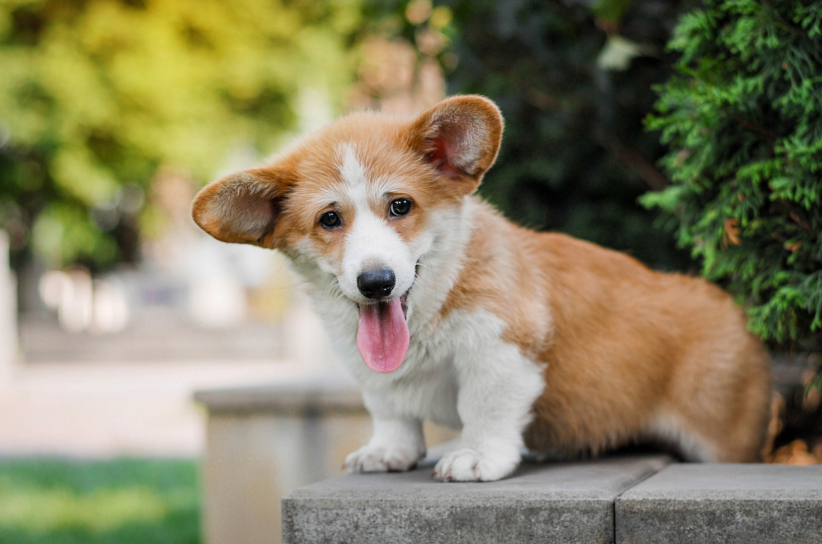 WELSH CORGI CARDIGAN