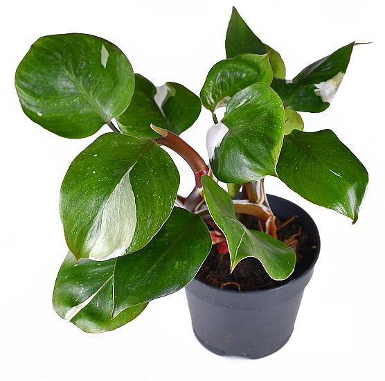 NEBEZPEČNÉ POKOJOVÉ ROSTLINY PRO PSY