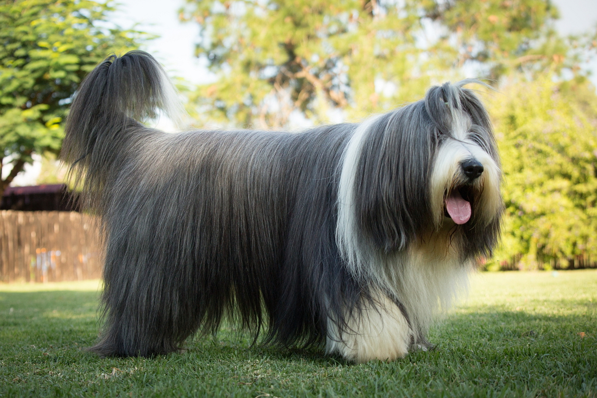 BEARDED COLLIE