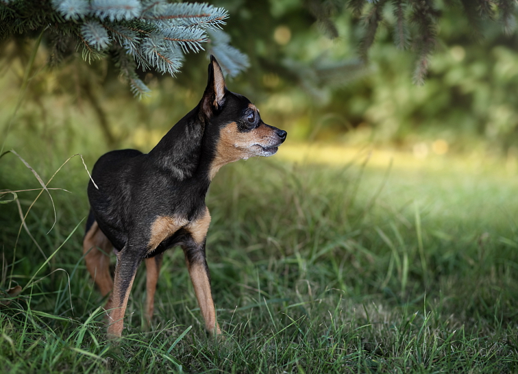 PRAŽSKÝ KRYSAŘÍK