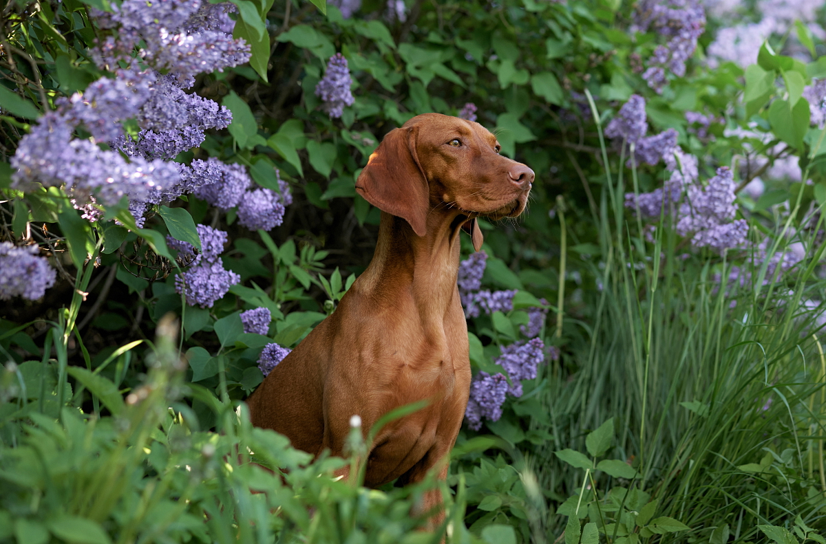 MAĎARSKÝ OHAŘ KRÁTKOSRSTÝ