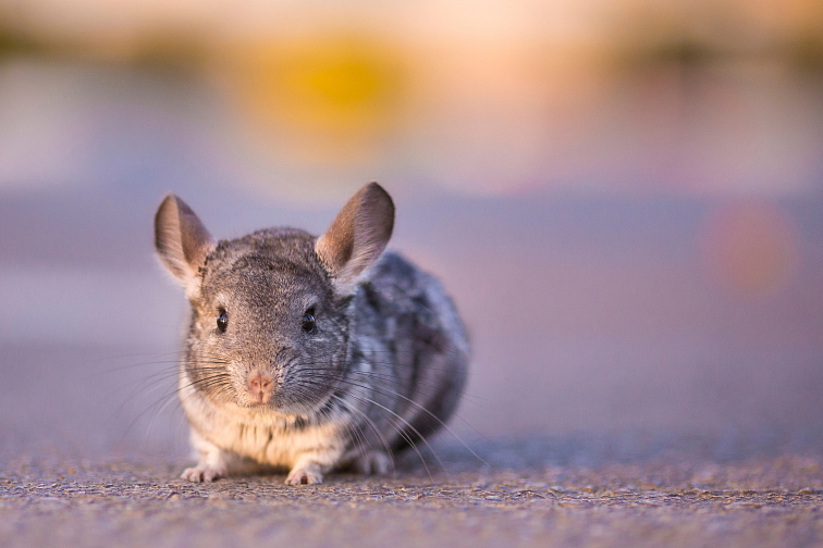 ZUBY PSA A CO O NICH VÍME