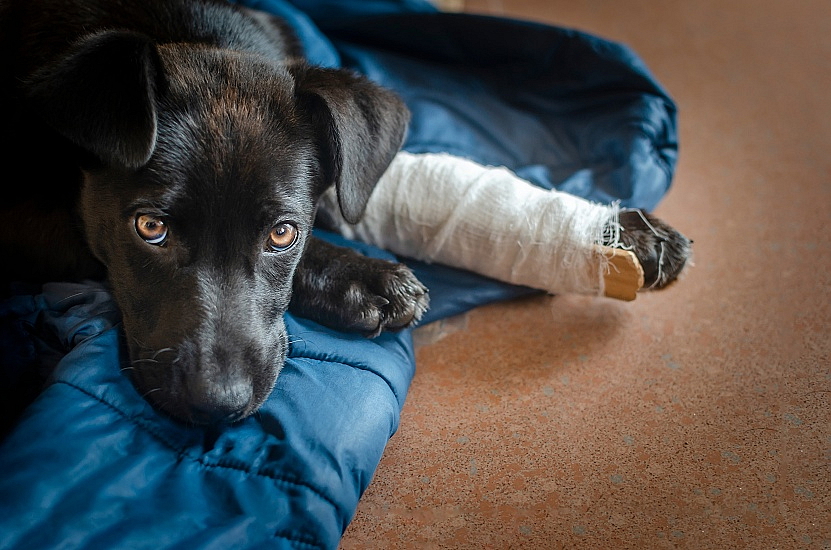 NEJČASTĚJŠÍ NEMOCI U PSŮ A JAK JE POZNAT