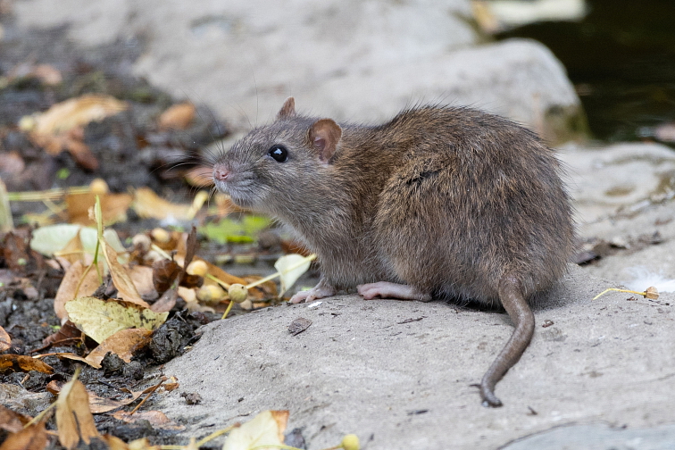 ZUBY PSA A CO O NICH VÍME