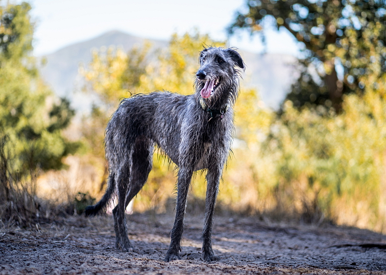 DEERHOUND